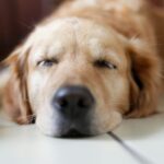 William Walker B-Ware Hundebett – 30 Prozent Rabatt auf geprüfte Qualität