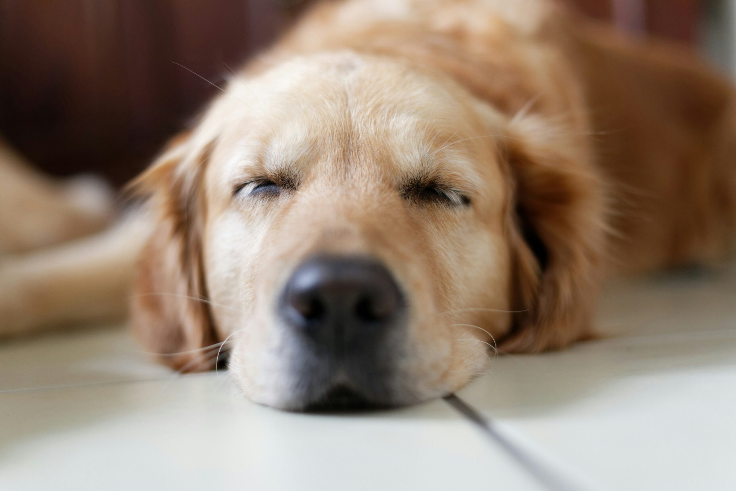 William Walker B-Ware Hundebett – 30 Prozent Rabatt auf geprüfte Qualität