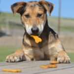 purinarme Hundesnacks Rezepte – gesunde Leckerlis für Hunde