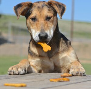 purinarme Hundesnacks Rezepte – gesunde Leckerlis für Hunde