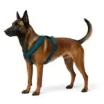 Hundegeschirr London Comfort in dunkelblau