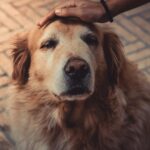 Christopherus Senior Ente & Kartoffel Nassfutter für ältere Hunde mit Ente, Kartoffel und Spinat