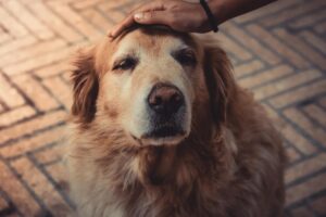 Christopherus Senior Ente & Kartoffel Nassfutter für ältere Hunde mit Ente, Kartoffel und Spinat
