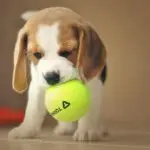 Hund freut sich über leckere Hundesnacks von Carnilove, Brit und Christopherus – 15 % Rabatt exklusiv bei ALLCO für Hundeeltern im Mai 2025.