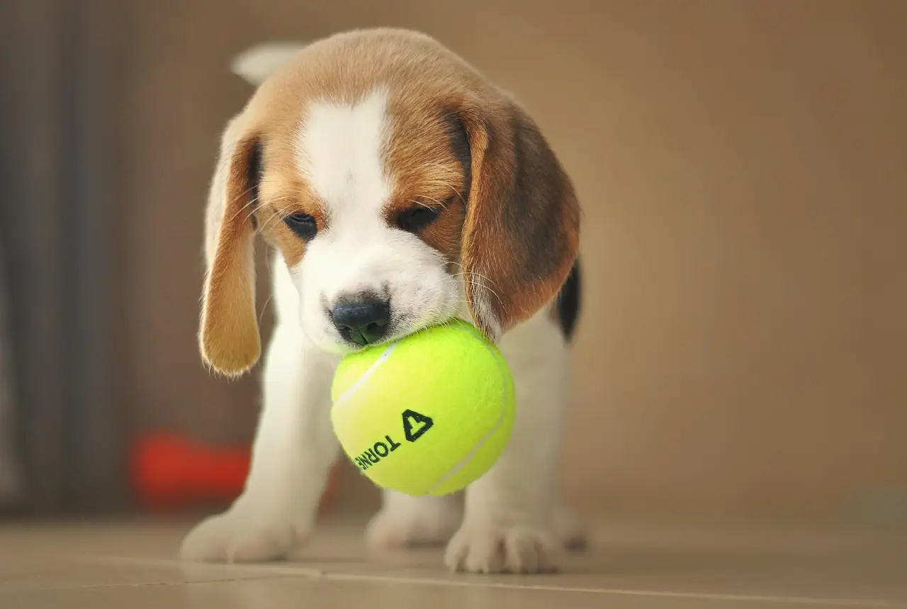 Hund freut sich über leckere Hundesnacks von Carnilove, Brit und Christopherus – 15 % Rabatt exklusiv bei ALLCO für Hundeeltern im Mai 2025.
